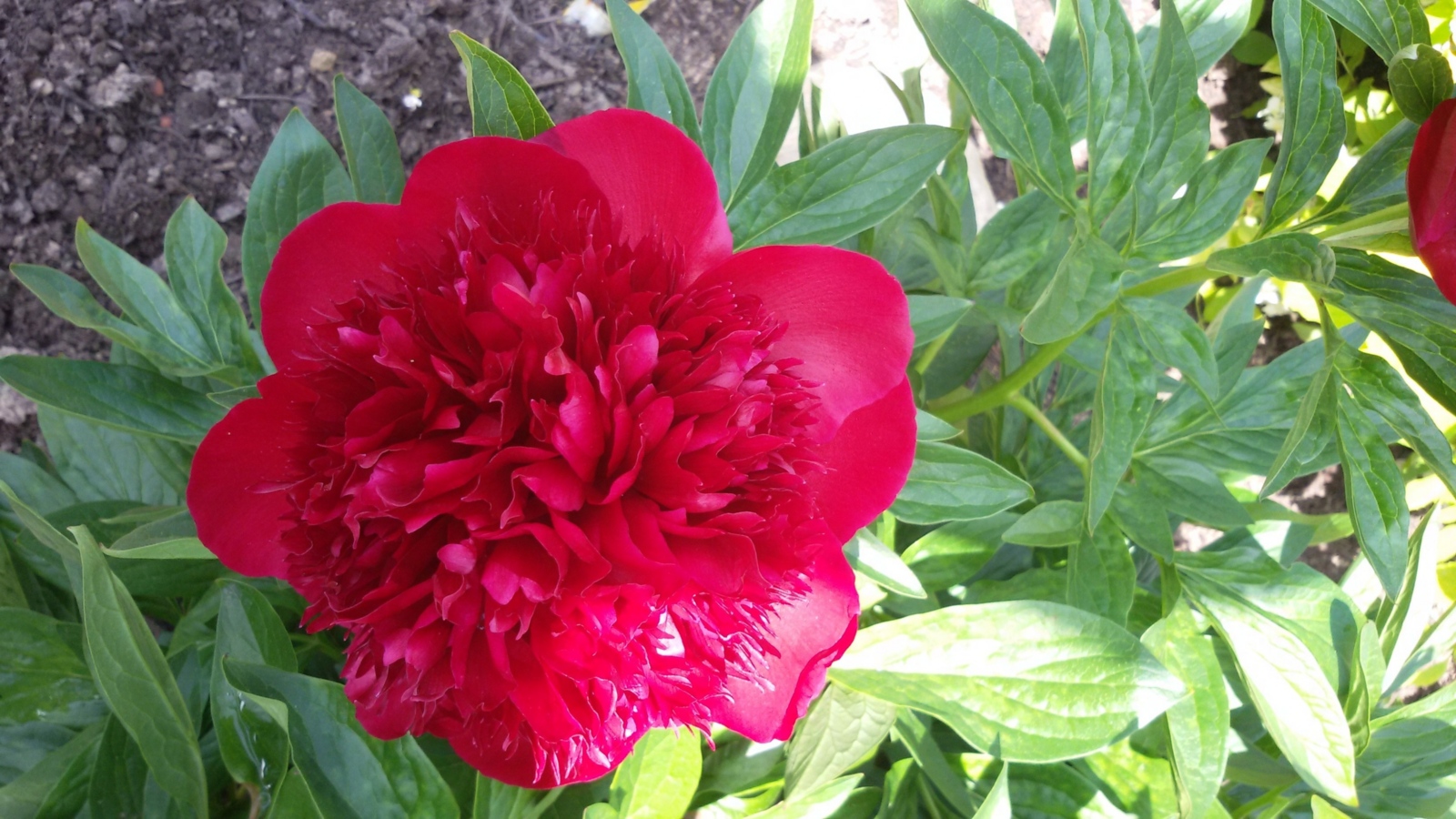 Blüte, Pfingsten, rot, Ex-Bild-DB-ID: 19238