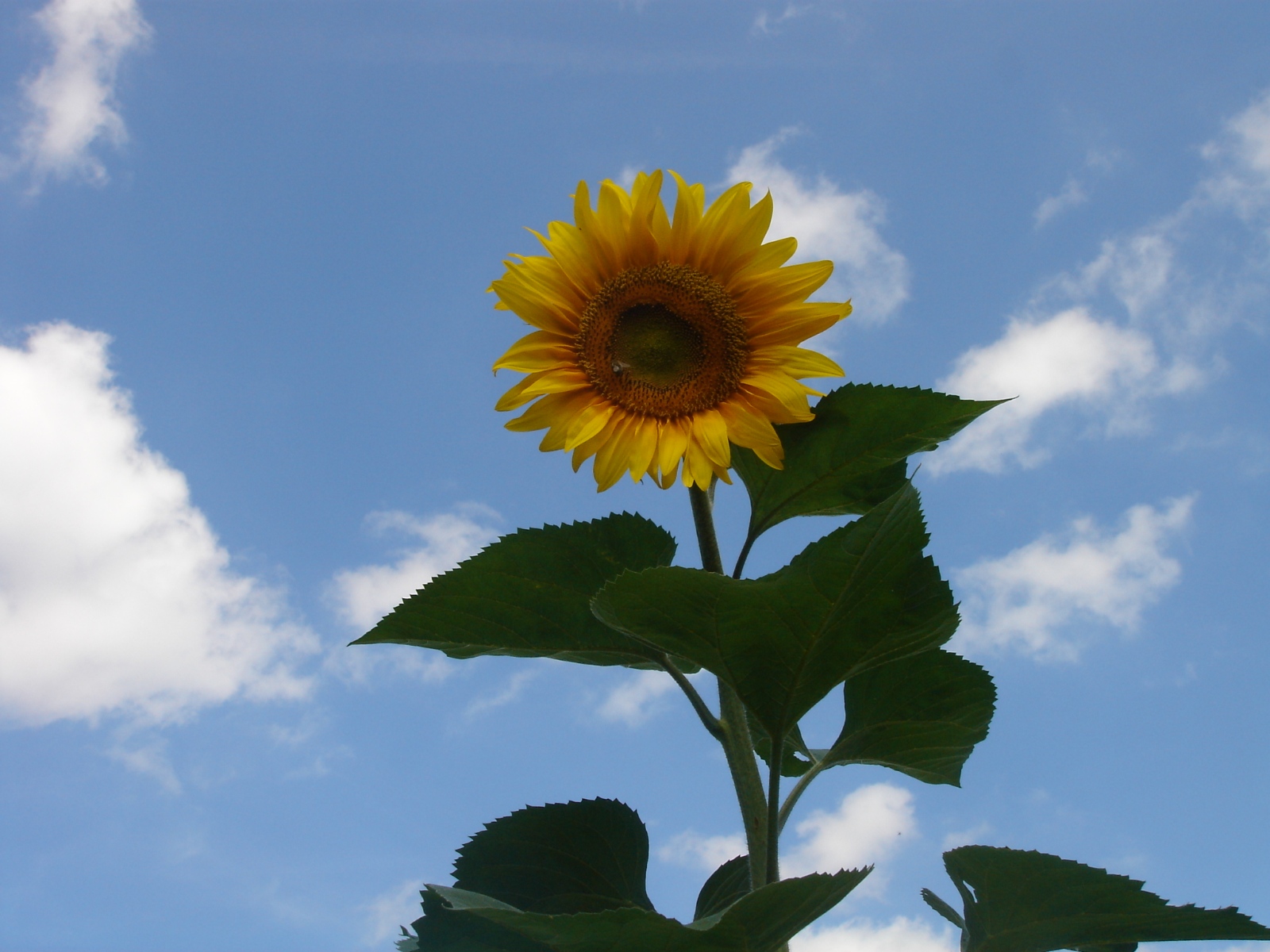 Symbol, Sonne, Natur, Blüte, Schönheit, Sommer,  Die Sonnenblume  ist eine bis zu 2 m tief wurzelnde einjährige kultivierte Pflanze. Sie ist sehr photosyntheseaktiv; eine große Pflanze bindet pro Tag das in einem Raum von 100 Kubikmetern vorhandene Kohlenstoffdioxid. Allerdings sind die Pflanzen sehr lichtabhängig d. h., die Netto-Photosyntheserate steht in direktem Verhältnis zum Logarithmus der Lichtintensität, deshalb bleiben bereits geringfügig schlechter besonnte Pflanzen wesentlich kleiner. Ex-Bild-DB-ID: 22215